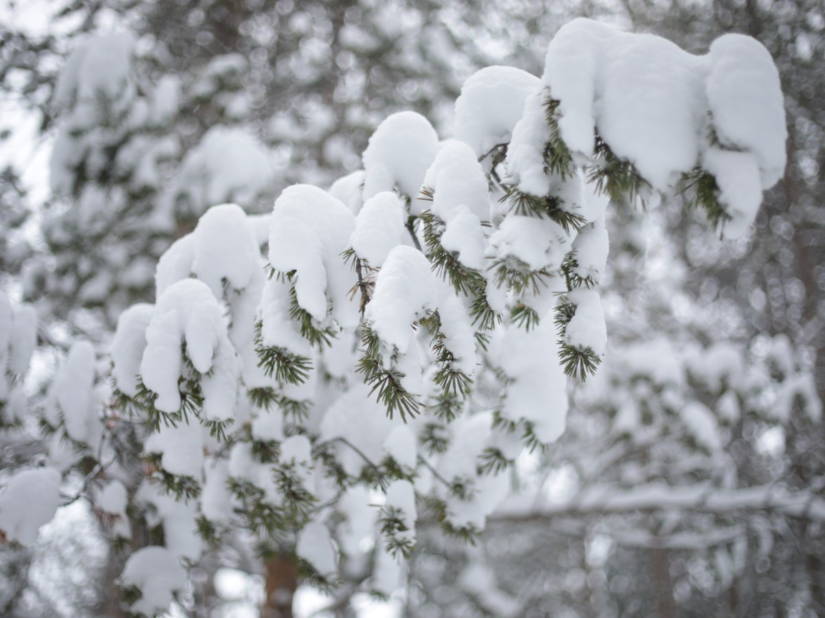 Balade à Unari et Sauna&nbsp;Finlandais